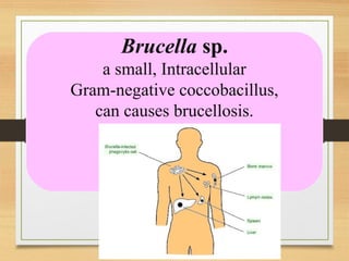 Brucella sp.
a small, Intracellular
Gram-negative coccobacillus,
can causes brucellosis.
 