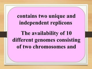 contains two unique and
independent replicons
The availability of 10
different genomes consisting
of two chromosomes and
 