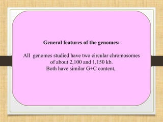 General features of the genomes:
All genomes studied have two circular chromosomes
of about 2,100 and 1,150 kb.
Both have similar G+C content,
 