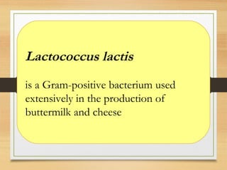 Lactococcus lactis
is a Gram-positive bacterium used
extensively in the production of
buttermilk and cheese
 