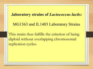 .laboratory strains of Lactococcus lactis:
MG1363 and IL1403 Laboratory Strains
This strain thus fulfills the criterion of being
diploid without overlapping chromosomal
replication cycles.
 