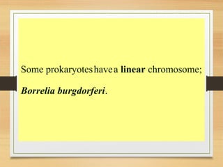 Some prokaryoteshavea linear chromosome;
Borrelia burgdorferi.
 