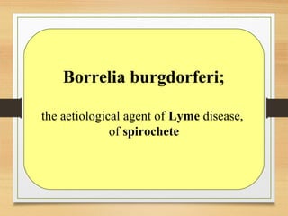Borrelia burgdorferi;
the aetiological agent of Lyme disease,
of spirochete
 
