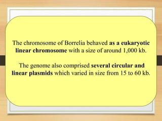 The chromosome of Borrelia behaved as a eukaryotic
linear chromosome with a size of around 1,000 kb.
The genome also comprised several circular and
linear plasmids which varied in size from 15 to 60 kb.
 
