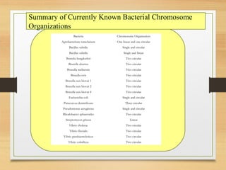 Bacteria Chromosome Organization
Agrobacterium tumefaciens One linear and one circular
Bacillus subtilis Single and circular
Bacillus subtilis Single and linear
Borrelia burgdorferi Two circular
Brucella abortus Two circular
Brucella melitensis Two circular
Brucella ovis Two circular
Brucella suis biovar 1 Two circular
Brucella suis biovar 2 Two circular
Brucella suis biovar 4 Two circular
Escherichia coli Single and circular
Paracoccus denitrificans Three circular
Pseudomonas aeruginosa Single and circular
Rhodobacter sphaeroides Two circular
Streptomyces griseus Linear
Vibrio cholerae Two circular
Vibrio fluvialis Two circular
Vibrio parahaemolyticus Two circular
Vibrio vulnificus Two circular
Summary of Currently Known Bacterial Chromosome
Organizations
 