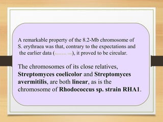 A remarkable property of the 8.2-Mb chromosome of
S. erythraea was that, contrary to the expectations and
the earlier data (Reeves et al., 1998), it proved to be circular.
The chromosomes of its close relatives,
Streptomyces coelicolor and Streptomyces
avermitilis, are both linear, as is the
chromosome of Rhodococcus sp. strain RHA1.
 