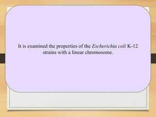 It is examined the properties of the Escherichia coli K-12
strains with a linear chromosome.
 