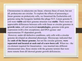 Chromosomes in eukaryotes are linear, whereas those of most, but not
all, prokaryotes are circular. To explore the effects of possessing a
linear genome on prokaryotic cells, we linearized the Escherichia coli
genome using the lysogenic lambda-like phage N15. Linear genome E.
coli were viable and their genome structure was stable. There were no
appreciable differences between cells with linear or circular genomes in
growth rates, cell and nucleoid morphologies, genome-wide gene
expression (with a few exceptions), and DNA gyrase- and
topoisomerase IV-dependent growth.
However, under dif-defective conditions, only cells with a circular
genome developed an abnormal phenotype. Microscopy indicated that
the ends of the linear genome, but not the circular genome, were
separated and located at each end of a new-born cell. When tos - the
cis-element required for linearization - was inserted into different
chromosomal sites, those strains with the genome termini that were
more remote from dif showed greater growth deficiencies.
 