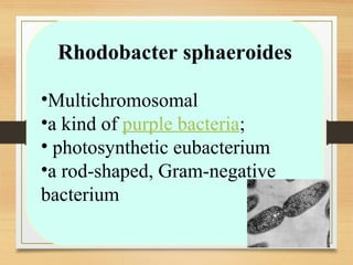 Rhodobacter sphaeroides
•Multichromosomal
•a kind of purple bacteria;
• photosynthetic eubacterium
•a rod-shaped, Gram-negative
bacterium
 
