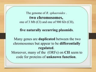 The genome of R. sphaeroides .
two chromosomes,
one of 3 Mb (CI) and one of 900 Kb (CII),
five naturally occurring plasmids.
Many genes are duplicated between the two
chromosomes but appear to be differentially
regulated.
Moreover, many of the (ORFs) on CII seem to
code for proteins of unknown function.
 
