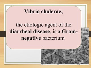 Vibrio cholerae;
the etiologic agent of the
diarrheal disease, is a Gram-
negative bacterium
.
 