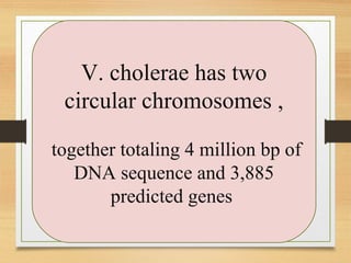 V. cholerae has two
circular chromosomes ,
together totaling 4 million bp of
DNA sequence and 3,885
predicted genes
 