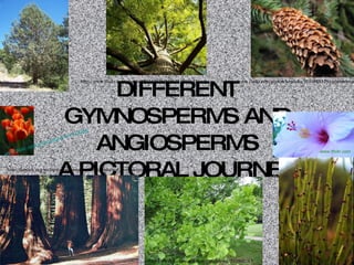 DIFFERENT GYMNOSPERMS AND ANGIOSPERMS A PICTORAL JOURNEY http://www.flickr.com/photos/kendoka/358098812/in/photostream/ http://flatrock.org.nz/topics/environment/assets/redwood_perspective.jpg http://www.flickr.com/photos/50334717@N00/213599631/ http://www.users.muohio.edu/smithhn/gnetophytes.htm http://www.flickr.com/photos/ptakopysk/515900163/ www.flickr.com/photos/flyby/161318356/ www.flickr.com 