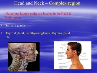Head and Neck – Complex region
 Numerous Lymph nodes are located in the Head &
Neck region
 Salivary glands
 Thyroid gland, Parathyroid glands, Thymus gland
etc.,
 