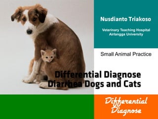 Veterinary Teaching Hospital
Airlangga University

Small Animal Practice

Differential
Diagnose

 