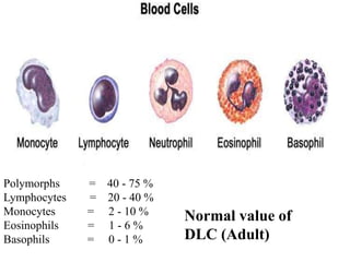 Polymorphs = 40 - 75 %
Lymphocytes = 20 - 40 %
Monocytes = 2 - 10 %
Eosinophils = 1 - 6 %
Basophils = 0 - 1 %
Normal value of
DLC (Adult)
 