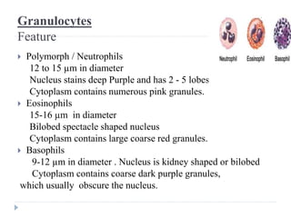 Granulocytes
Feature
 Polymorph / Neutrophils
12 to 15 µm in diameter
Nucleus stains deep Purple and has 2 - 5 lobes
Cytoplasm contains numerous pink granules.
 Eosinophils
15-16 µm in diameter
Bilobed spectacle shaped nucleus
Cytoplasm contains large coarse red granules.
 Basophils
9-12 µm in diameter . Nucleus is kidney shaped or bilobed
Cytoplasm contains coarse dark purple granules,
which usually obscure the nucleus.
 