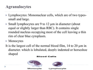 Agranulocytes
 Lymphocytes: Mononuclear cells, which are of two types-
small and large.
 Small lymphocytes are 9 to 12 µm in diameter (about
equal or slightly larger than RBC). It contains single
rounded nucleus occupying most of the cell leaving a thin
rim of clear blue cytoplasm.
 Monocytes
It is the largest cell of the normal blood film, 14 to 20 µm in
diameter. which is lobulated, deeply indented or horseshoe
shaped
 