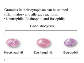•Granules in their cytoplasm can be stained
inflammatory and allergic reactions.
• Neutrophils, Eosinophil, and Basophils
 