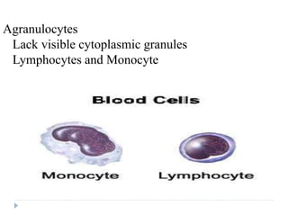 Agranulocytes
Lack visible cytoplasmic granules
Lymphocytes and Monocyte
 