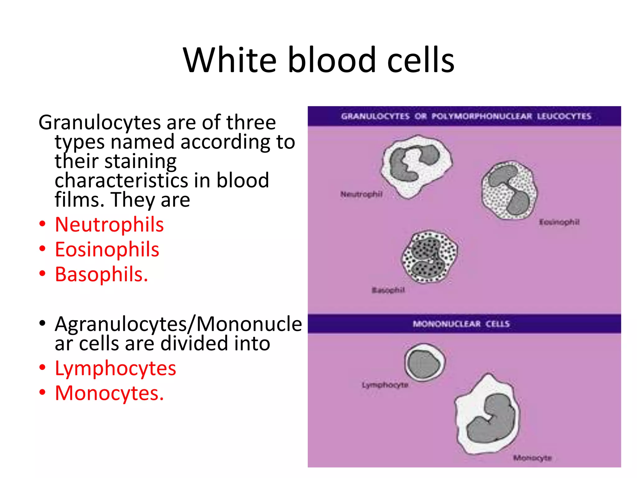 Differential leukocyte count PPT