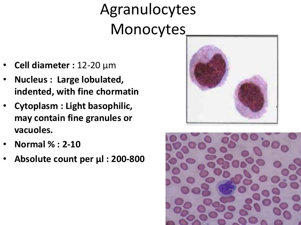Differential leukocyte count