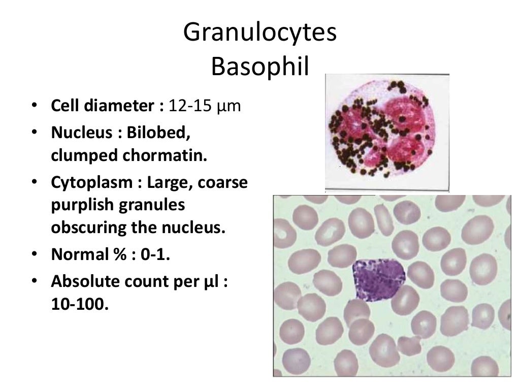 Differential leukocyte count