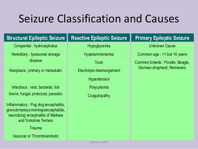 yorkie seizures causes differential seizures small animal medicine yorkie seizures causes differential seizures small animal medicine