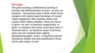 Principle :
The gram staining is differential staining it
involves the differentiation of gram –ve and +ve
bacteria . The ...