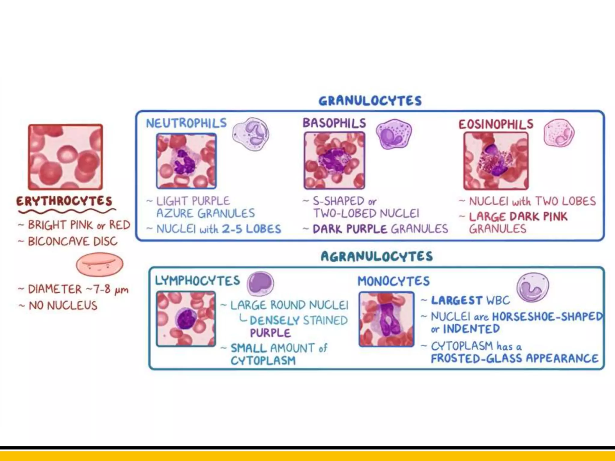 Differential WBC Count PPT
