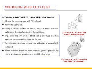 Wbc Diff Test Differential WBC Count | PPTX