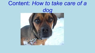 Content: How to take care of a
dog

 