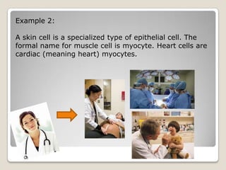 Example 2:
A skin cell is a specialized type of epithelial cell. The
formal name for muscle cell is myocyte. Heart cells are
cardiac (meaning heart) myocytes.

 