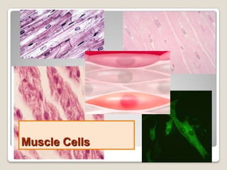 Muscle Cells

 
