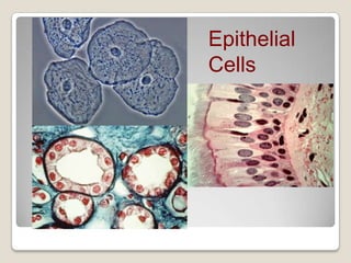 Epithelial
Cells

 