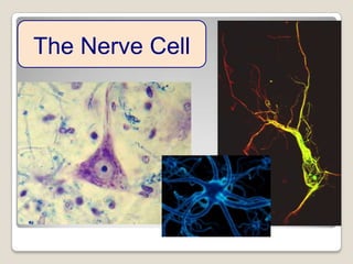 What’s Your Job?

The Nerve Cell

 