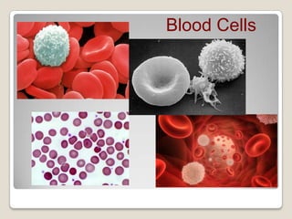 Blood Cells

 