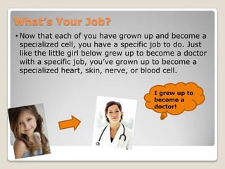 What’s Your Job?
• Now that each of you have grown up and become a
specialized cell, you have a specific job to do. Just
like the little girl below grew up to become a doctor
with a specific job, you‟ve grown up to become a
specialized heart, skin, nerve, or blood cell.
I grew up to
become a
doctor!

 