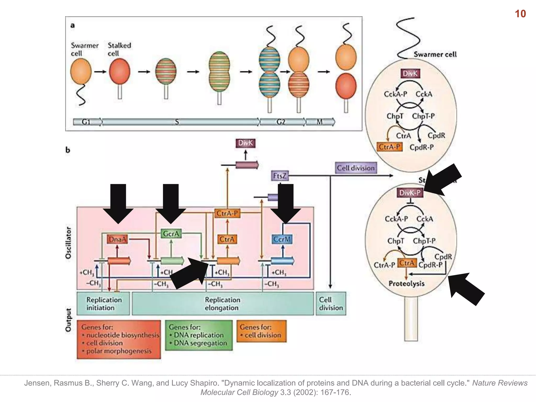 Jensen, Rasmus B., Sherry C. Wang, and Lucy Shapiro. "Dynamic localization of proteins and DNA during a bacterial cell cycle." Nature Reviews
Molecular Cell Biology 3.3 (2002): 167-176.
10
 