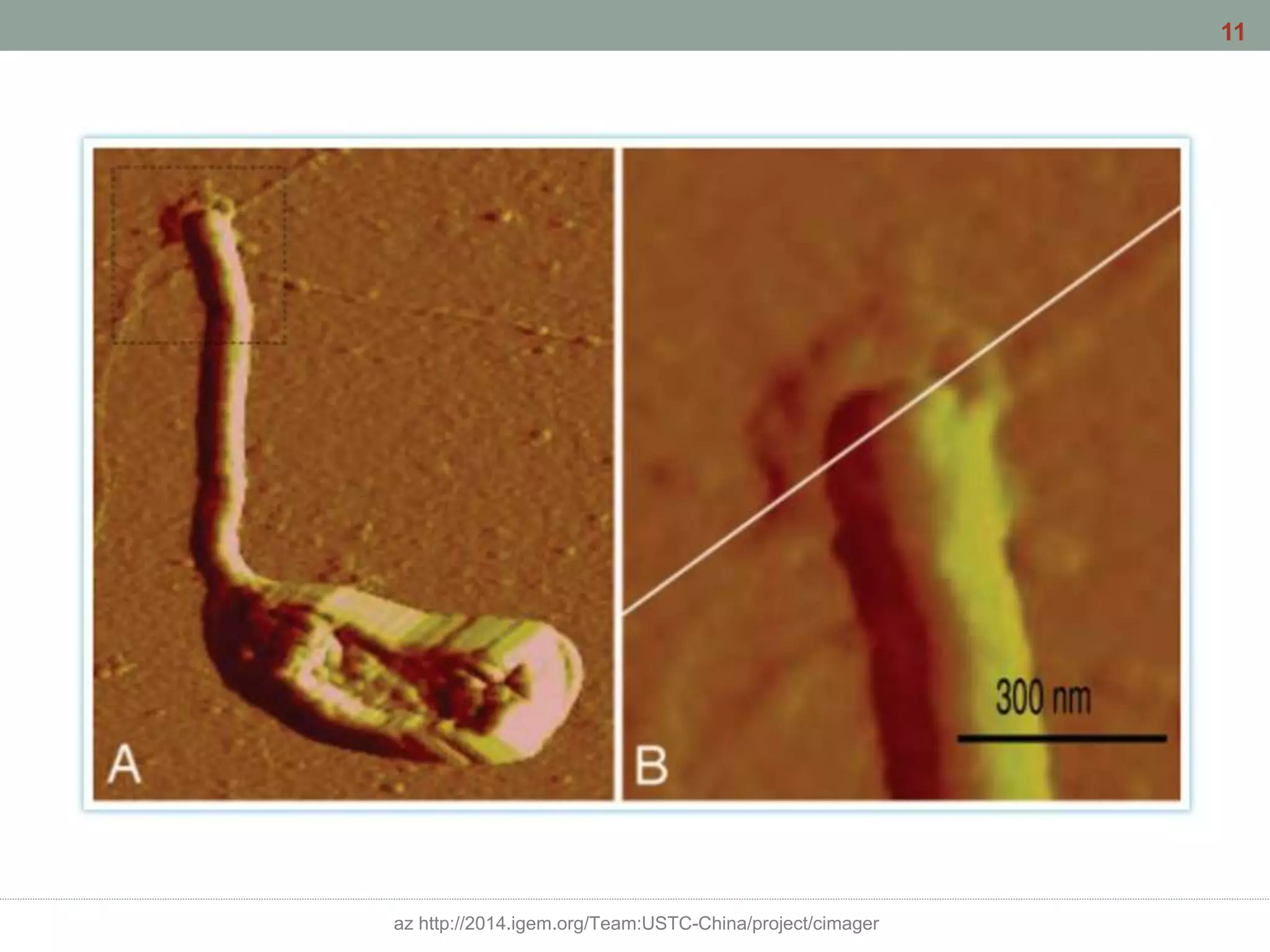 az http://2014.igem.org/Team:USTC-China/project/cimager
11
 
