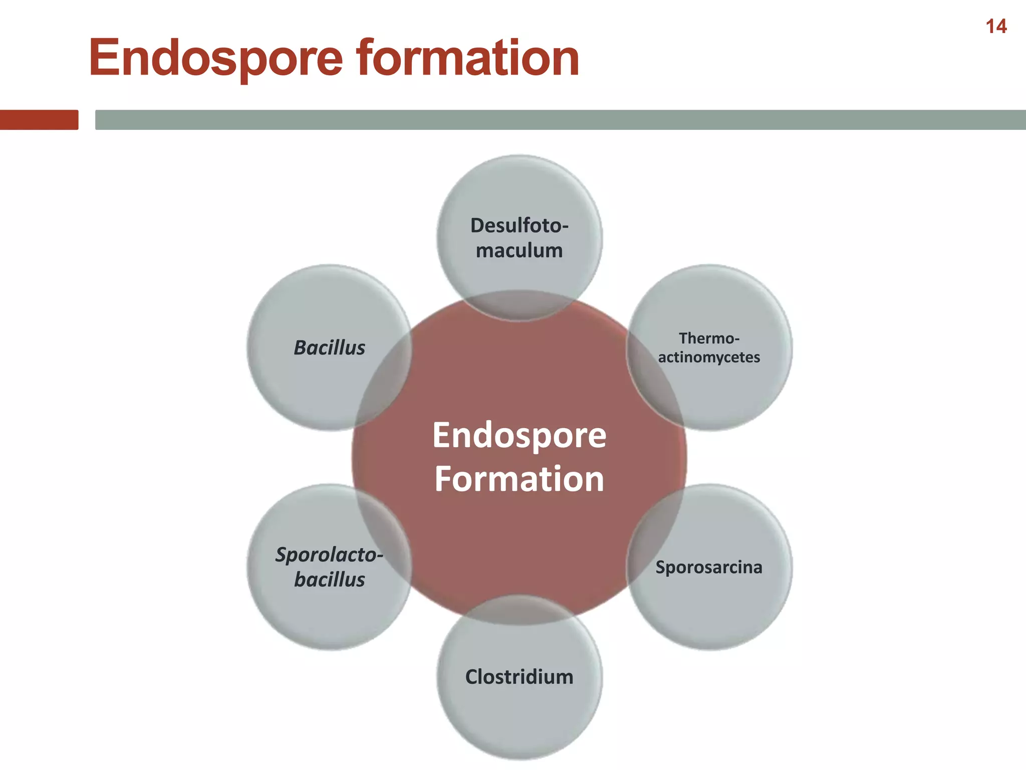 Endospore
Formation
Desulfoto-
maculum
Thermo-
actinomycetes
Sporosarcina
Clostridium
Sporolacto-
bacillus
Bacillus
Endospore formation
14
 
