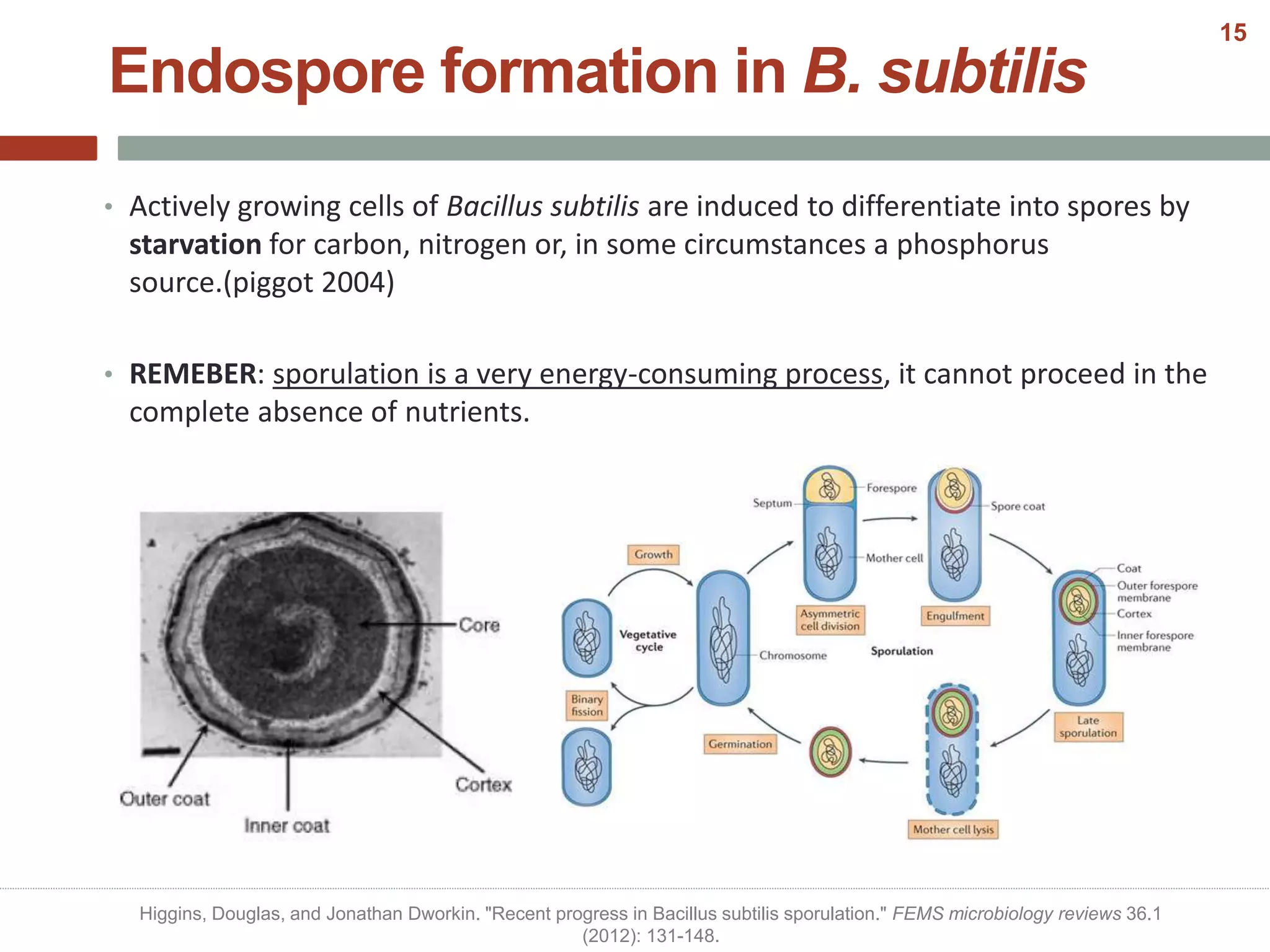 • Actively growing cells of Bacillus subtilis are induced to differentiate into spores by
starvation for carbon, nitrogen or, in some circumstances a phosphorus
source.(piggot 2004)
• REMEBER: sporulation is a very energy-consuming process, it cannot proceed in the
complete absence of nutrients.
Endospore formation in B. subtilis
Higgins, Douglas, and Jonathan Dworkin. "Recent progress in Bacillus subtilis sporulation." FEMS microbiology reviews 36.1
(2012): 131-148.
15
 