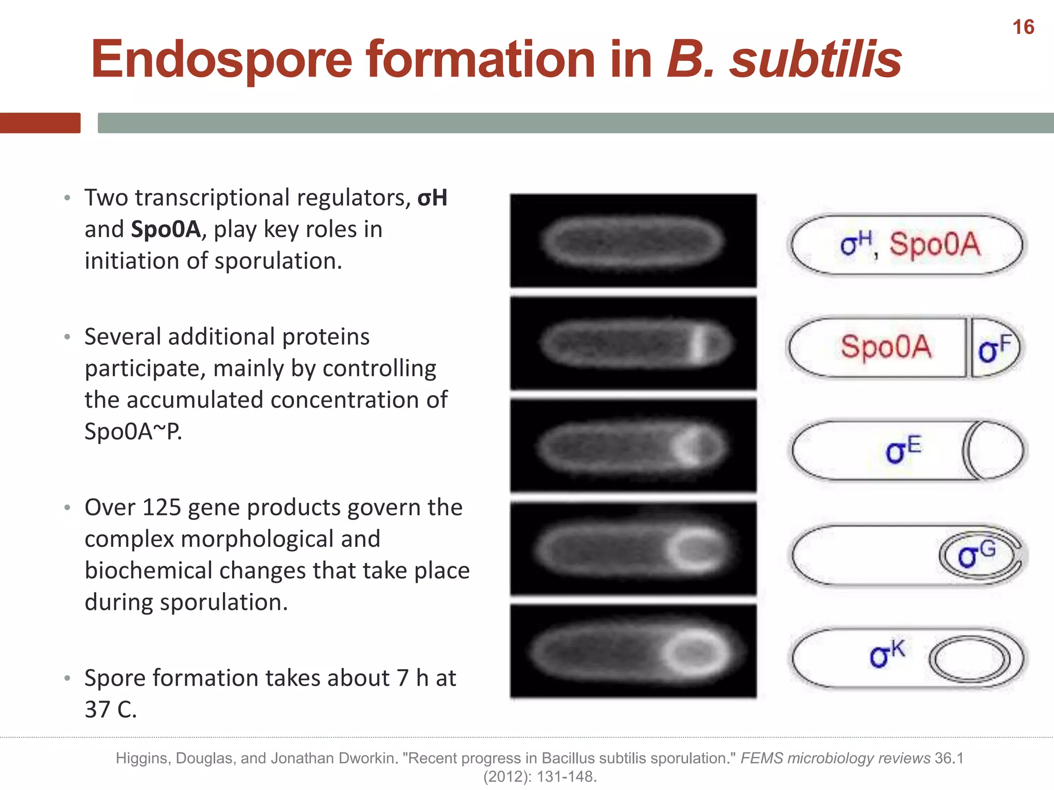 • Two transcriptional regulators, σH
and Spo0A, play key roles in
initiation of sporulation.
• Several additional proteins
participate, mainly by controlling
the accumulated concentration of
Spo0A~P.
• Over 125 gene products govern the
complex morphological and
biochemical changes that take place
during sporulation.
• Spore formation takes about 7 h at
37 C.
Endospore formation in B. subtilis
Higgins, Douglas, and Jonathan Dworkin. "Recent progress in Bacillus subtilis sporulation." FEMS microbiology reviews 36.1
(2012): 131-148.
16
 