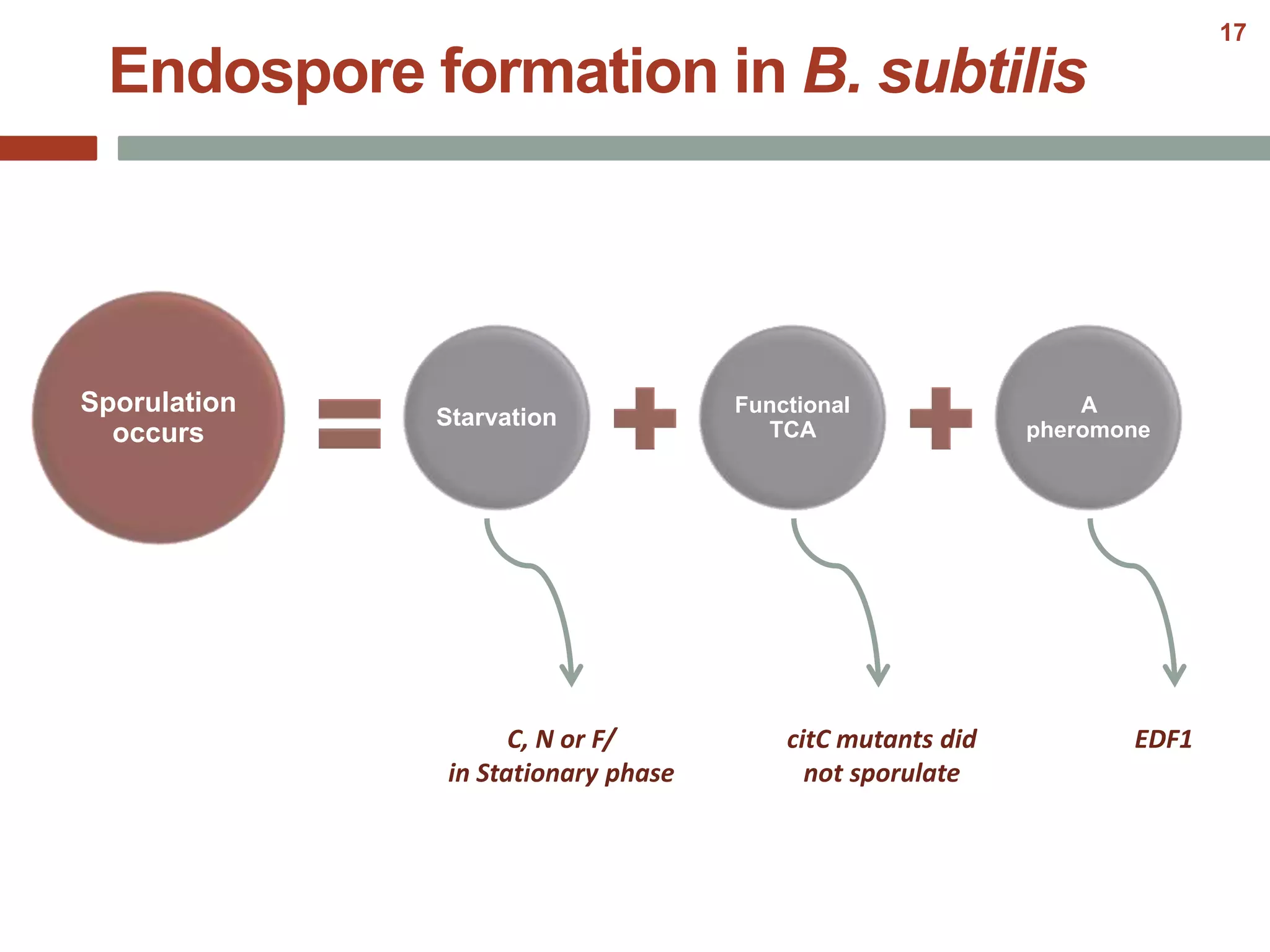 Endospore formation in B. subtilis
Starvation
Functional
TCA
A
pheromone
Sporulation
occurs
C, N or F/
in Stationary phase
citC mutants did
not sporulate
EDF1
17
 