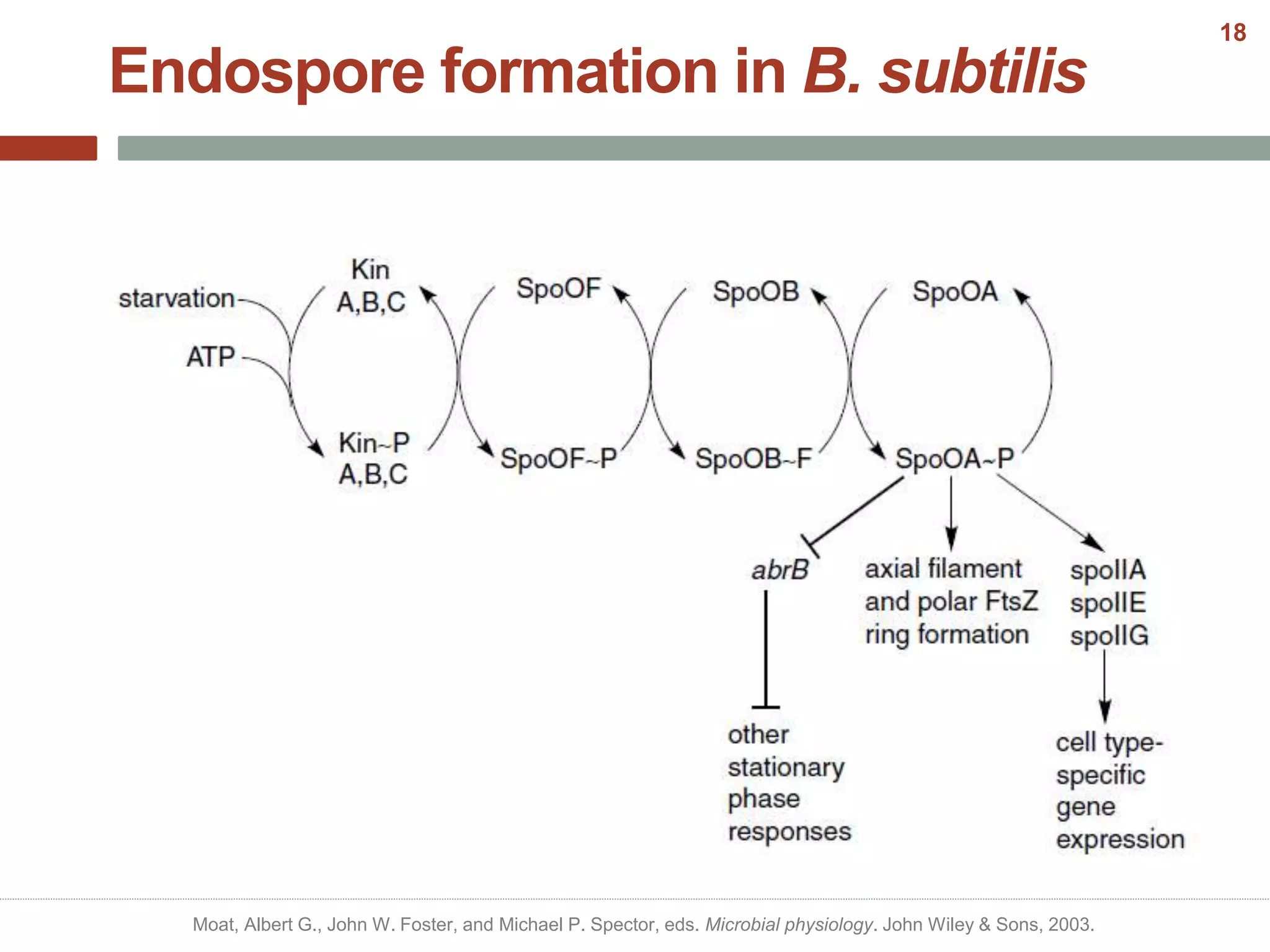 Endospore formation in B. subtilis
Moat, Albert G., John W. Foster, and Michael P. Spector, eds. Microbial physiology. John Wiley & Sons, 2003.
18
 