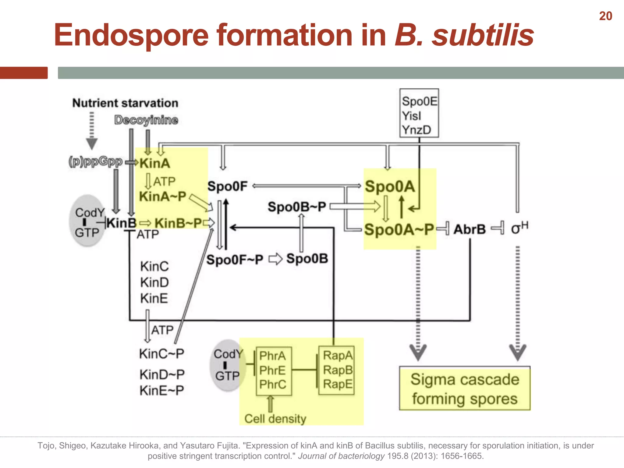 Endospore formation in B. subtilis
Tojo, Shigeo, Kazutake Hirooka, and Yasutaro Fujita. "Expression of kinA and kinB of Bacillus subtilis, necessary for sporulation initiation, is under
positive stringent transcription control." Journal of bacteriology 195.8 (2013): 1656-1665.
20
 