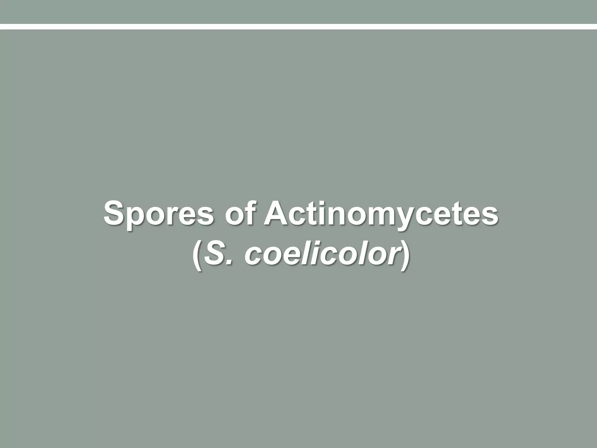 Spores of Actinomycetes
(S. coelicolor)
 