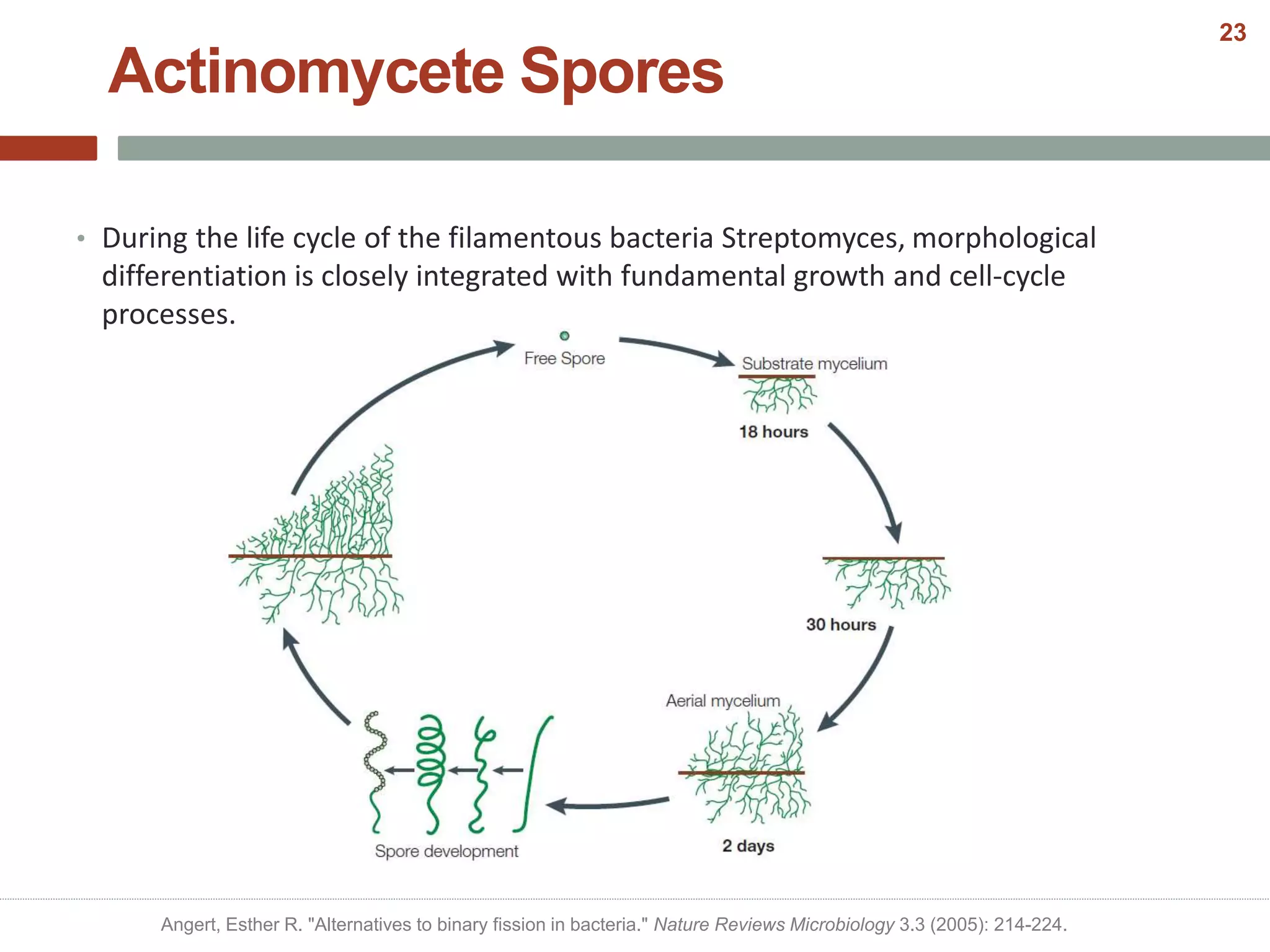 Actinomycete Spores
• During the life cycle of the filamentous bacteria Streptomyces, morphological
differentiation is closely integrated with fundamental growth and cell-cycle
processes.
Angert, Esther R. "Alternatives to binary fission in bacteria." Nature Reviews Microbiology 3.3 (2005): 214-224.
23
 