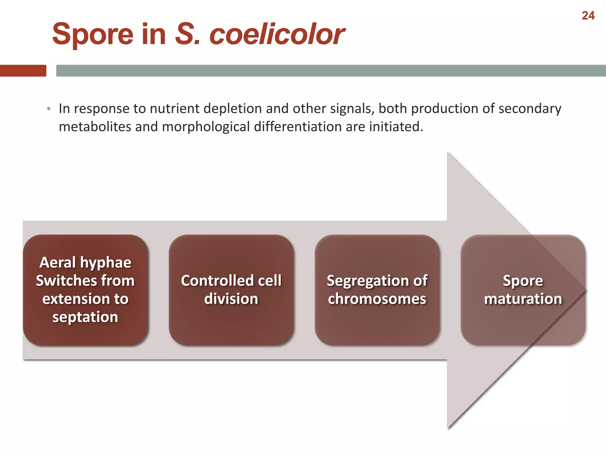 • In response to nutrient depletion and other signals, both production of secondary
metabolites and morphological differentiation are initiated.
Spore in S. coelicolor
Aeral hyphae
Switches from
extension to
septation
Controlled cell
division
Segregation of
chromosomes
Spore
maturation
24
 