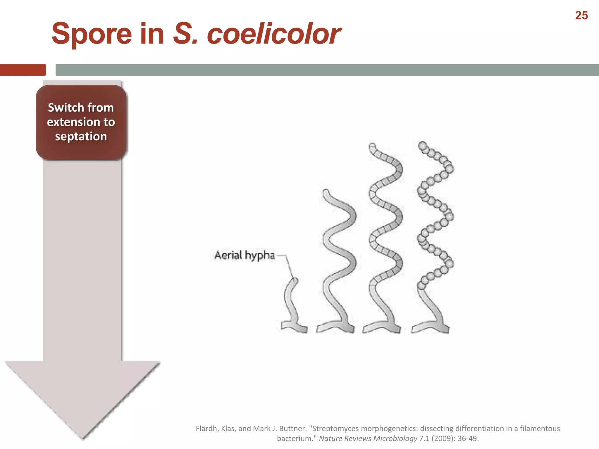 Spore in S. coelicolor
Switch from
extension to
septation
Flärdh, Klas, and Mark J. Buttner. "Streptomyces morphogenetics: dissecting differentiation in a filamentous
bacterium." Nature Reviews Microbiology 7.1 (2009): 36-49.
25
 